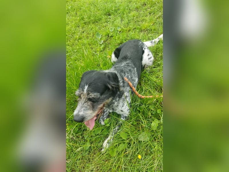 Findus - wurde ausgesetzt