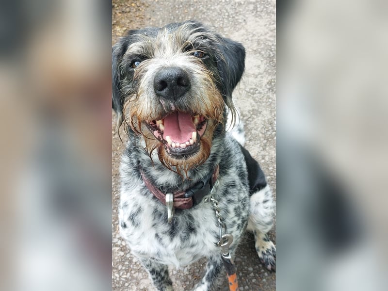 Findus - wurde ausgesetzt