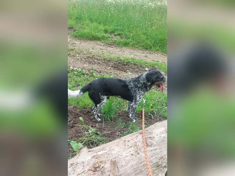 Findus - wurde ausgesetzt