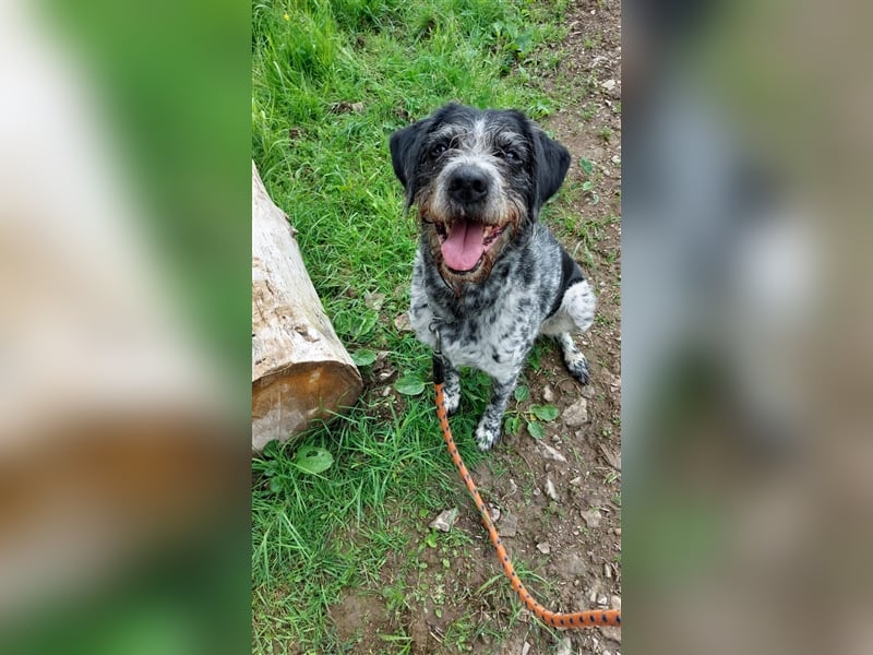 Findus - wurde ausgesetzt