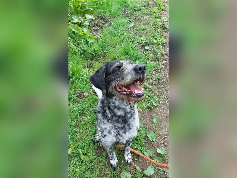 Findus - wurde ausgesetzt