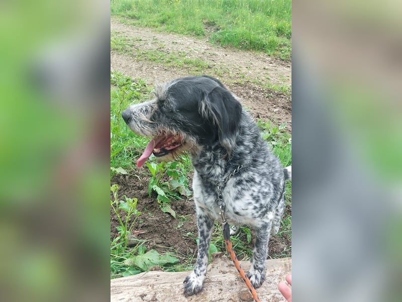 Findus - wurde ausgesetzt