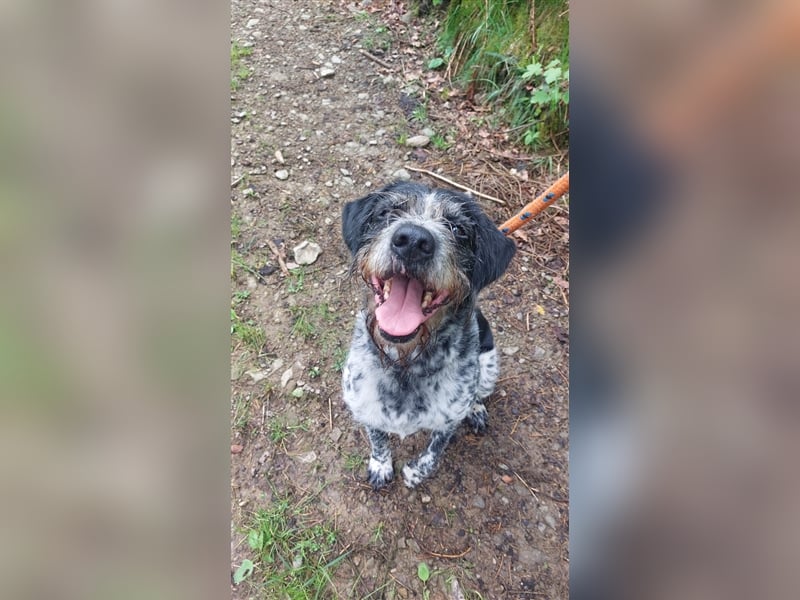 Findus - wurde ausgesetzt