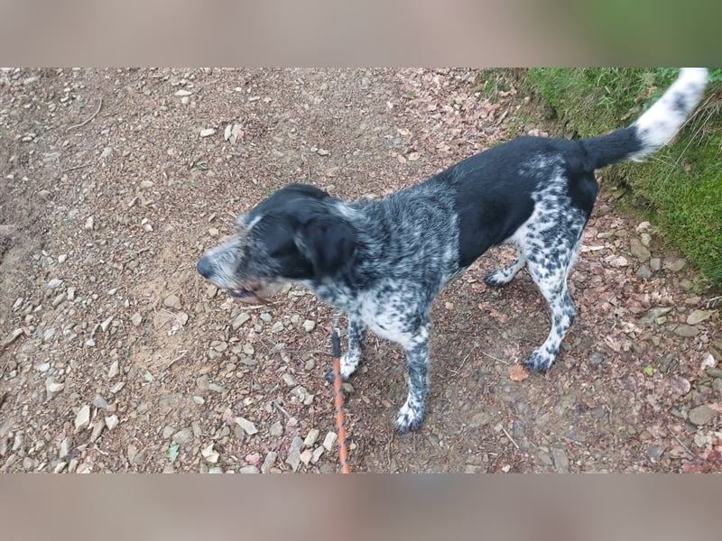 Findus - wurde ausgesetzt