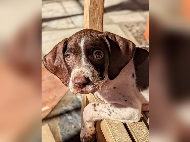 Cosmo sucht sein Glück