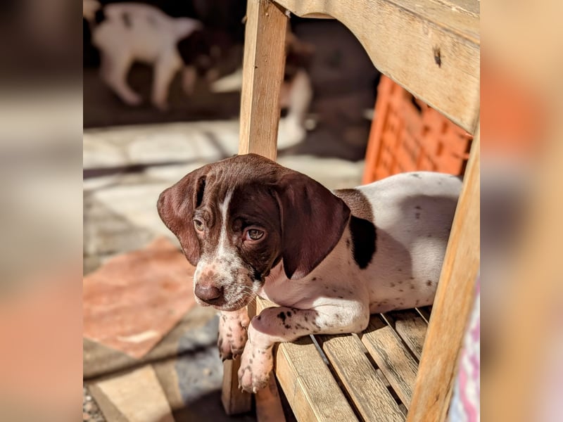Cosmo sucht sein Glück