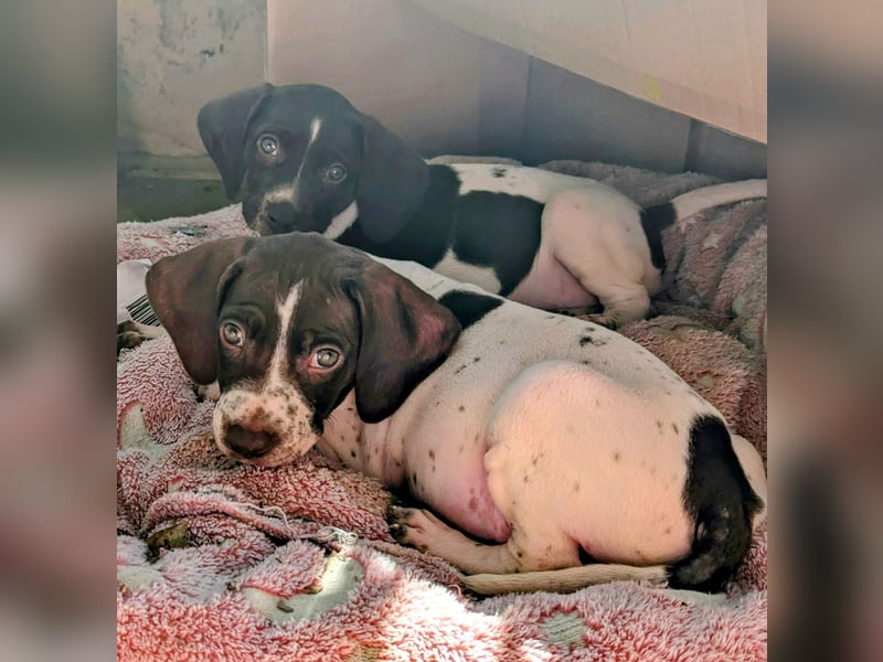 Cosmo sucht sein Glück