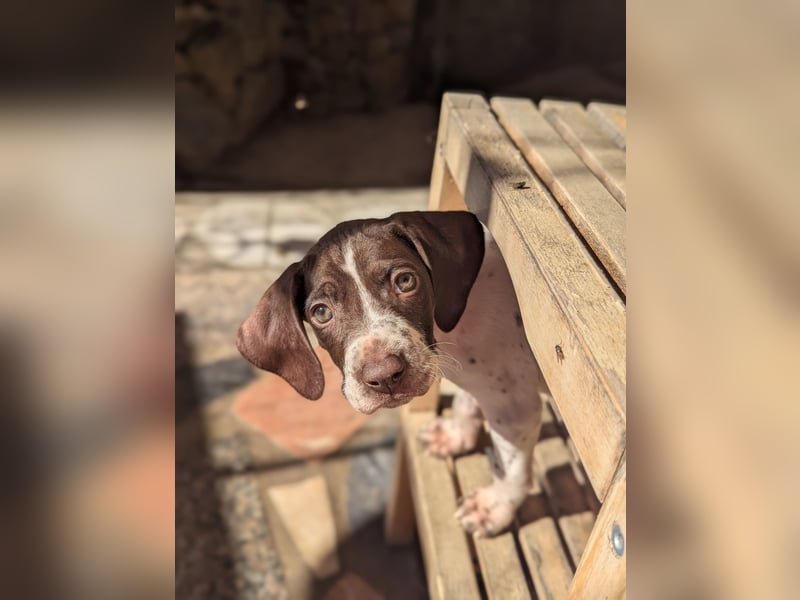 Cosmo sucht sein Glück