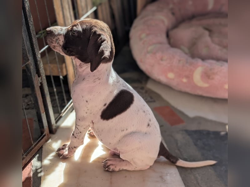 Cosmo sucht sein Glück