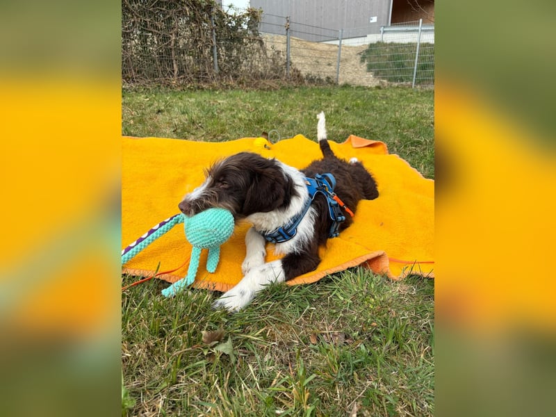Rambo sucht ein neues Zuhause