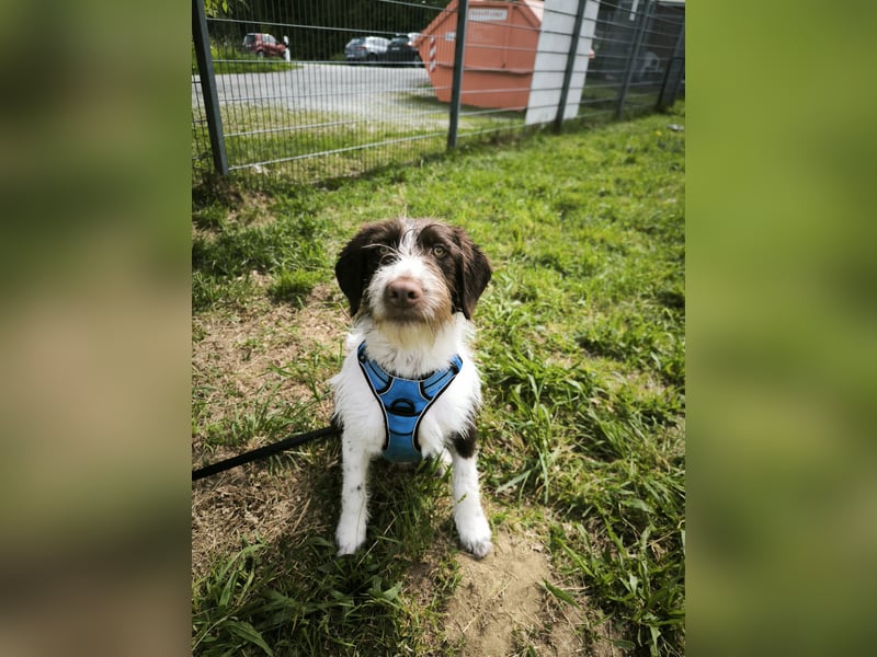 Rambo sucht ein neues Zuhause