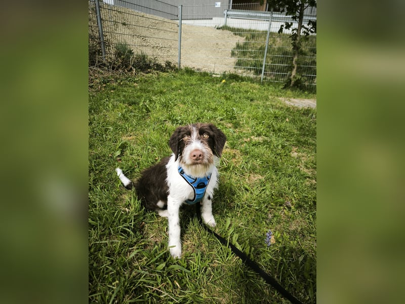 Rambo sucht ein neues Zuhause