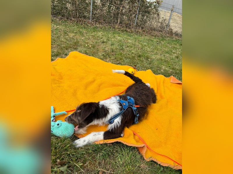 Rambo sucht ein neues Zuhause