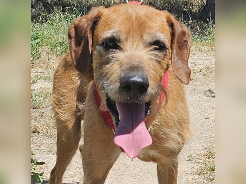 Balu: er hat ganz viel Liebe zu geben