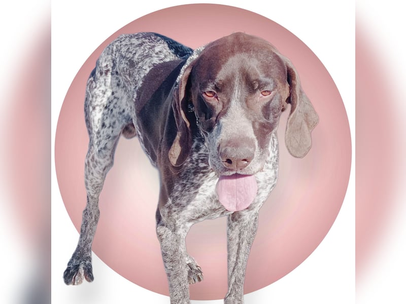Ragnar, wäre gerne Familienhund