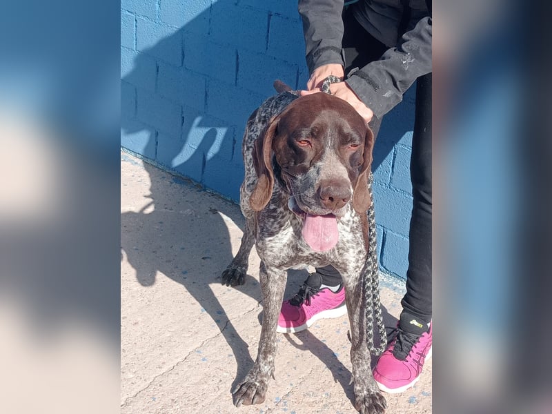 Ragnar, wäre gerne Familienhund