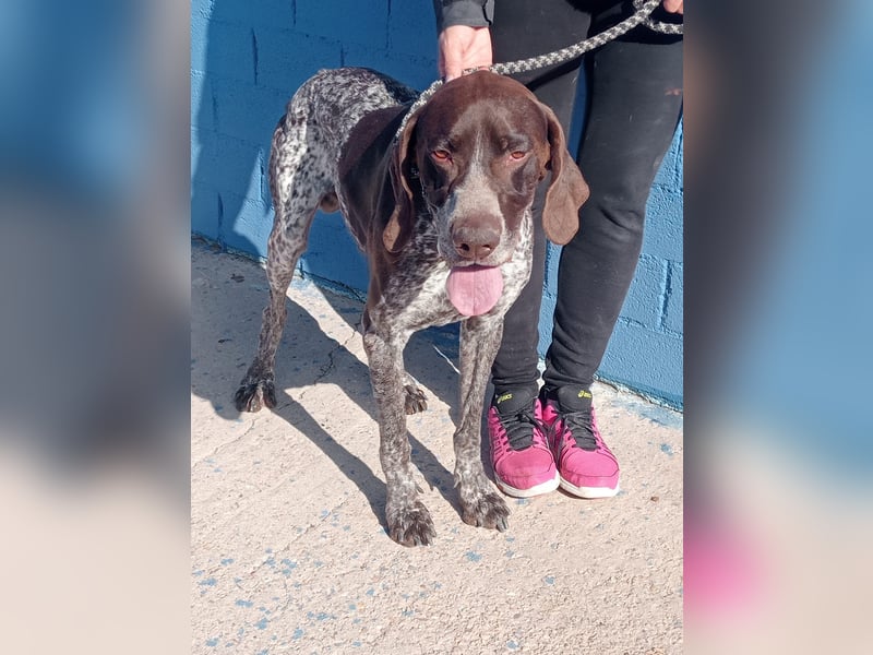 Ragnar, wäre gerne Familienhund