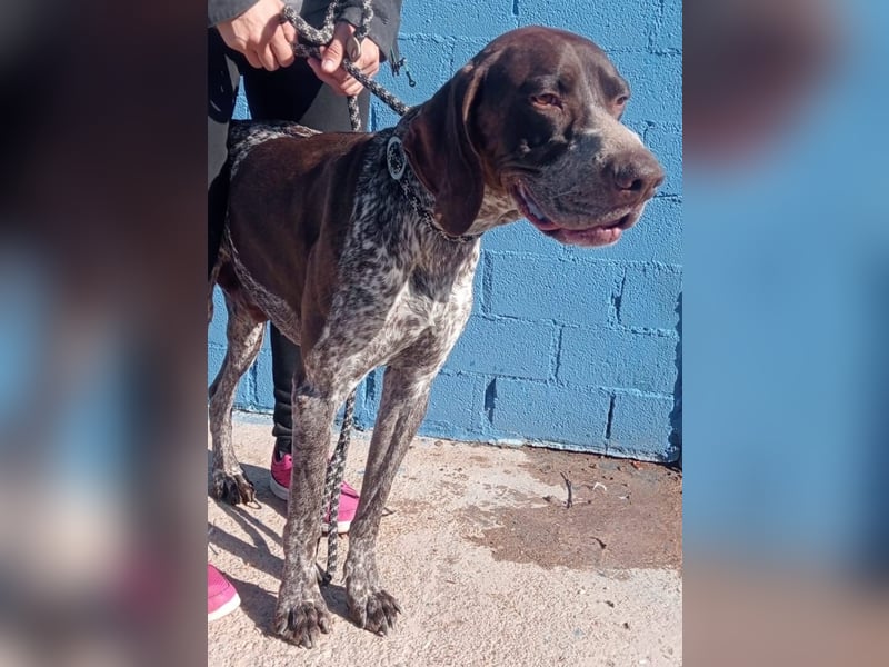 Ragnar, wäre gerne Familienhund