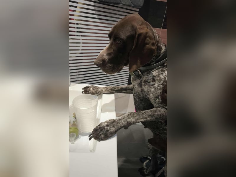 Ragnar, wäre gerne Familienhund