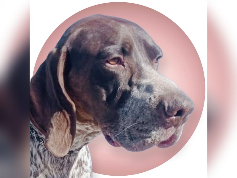Ragnar, wäre gerne Familienhund