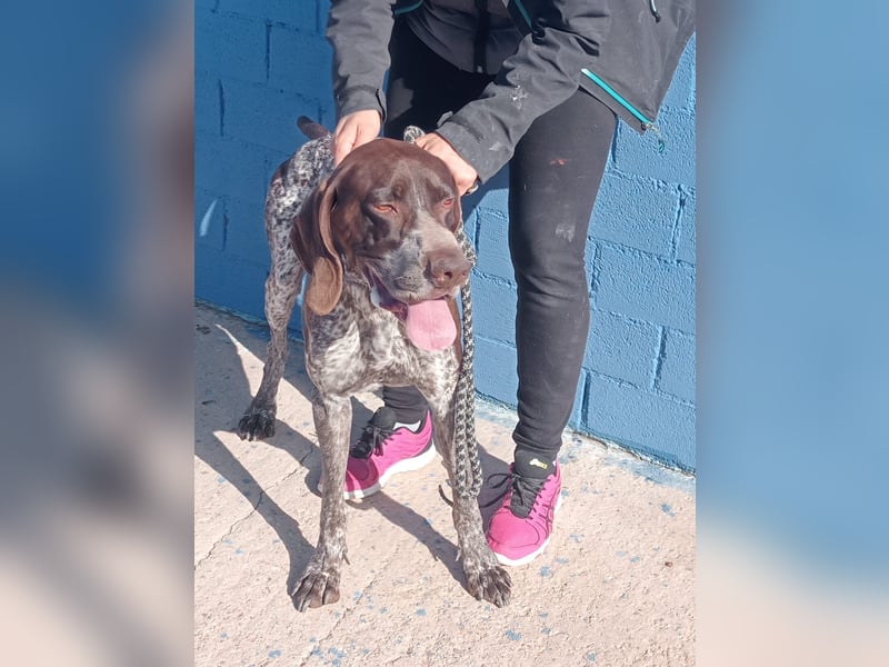 Ragnar, wäre gerne Familienhund