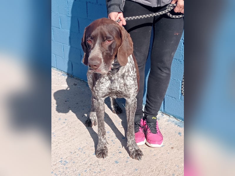 Ragnar, wäre gerne Familienhund