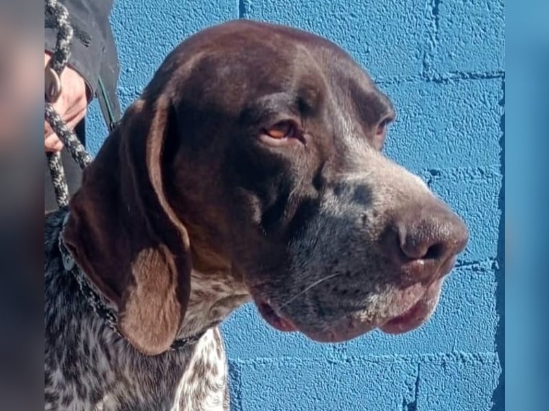 Ragnar, wäre gerne Familienhund