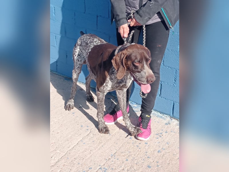Ragnar, wäre gerne Familienhund
