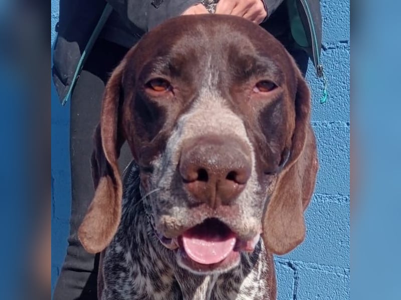 Ragnar, wäre gerne Familienhund