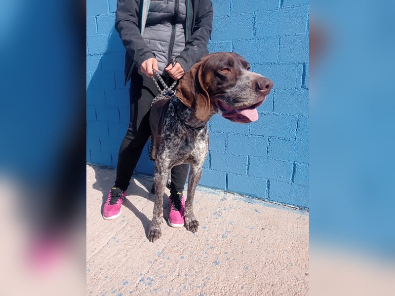 Ragnar, wäre gerne Familienhund