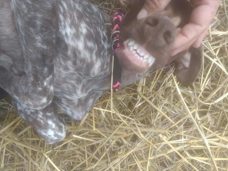 LEA - sucht ihre Menschen *reserviert*