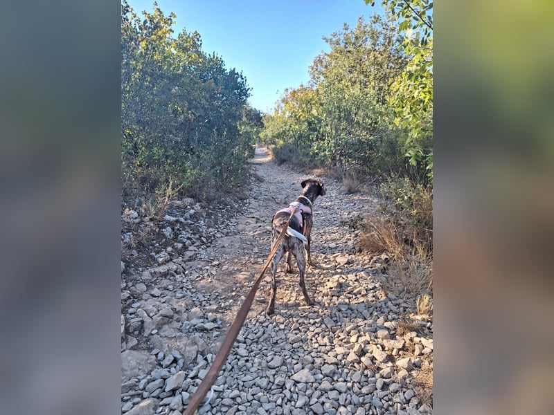 Deutsche Kurzhaar Hündin (Anna) 