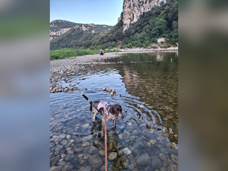 Deutsche Kurzhaar Hündin (Anna) 