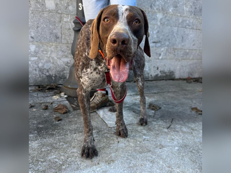 Felice - fröhlicher Wirbelwind mit großem Herz sucht aktive Menschen