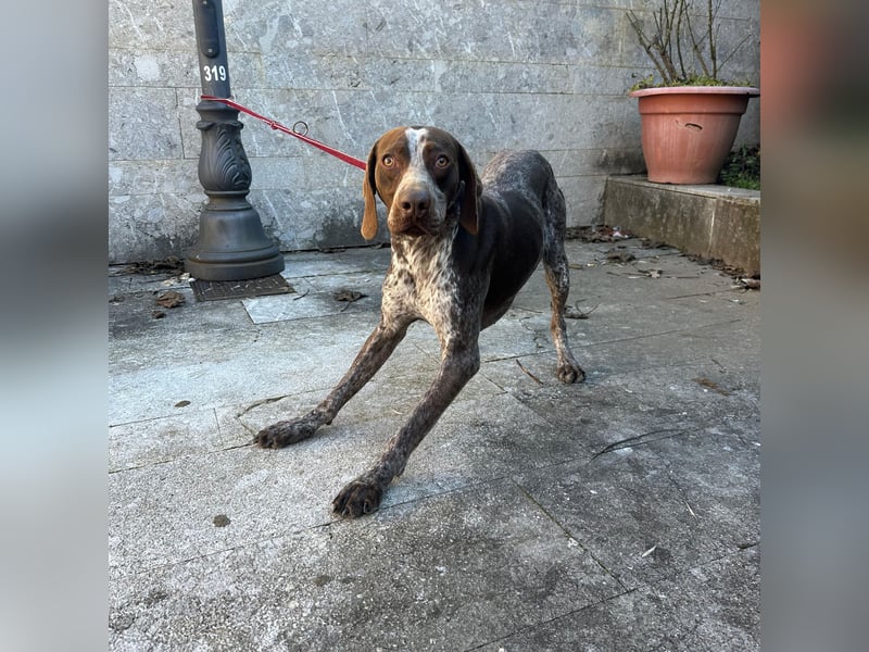 Felice - fröhlicher Wirbelwind mit großem Herz sucht aktive Menschen