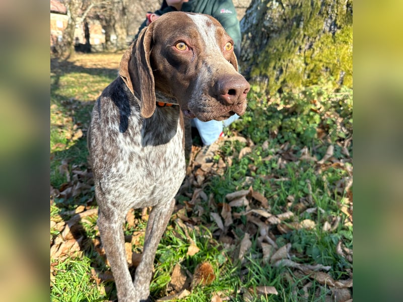 Felice - fröhlicher Wirbelwind mit großem Herz sucht aktive Menschen