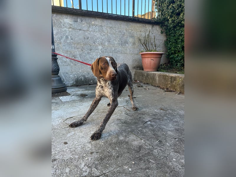 Felice - fröhlicher Wirbelwind mit großem Herz sucht aktive Menschen