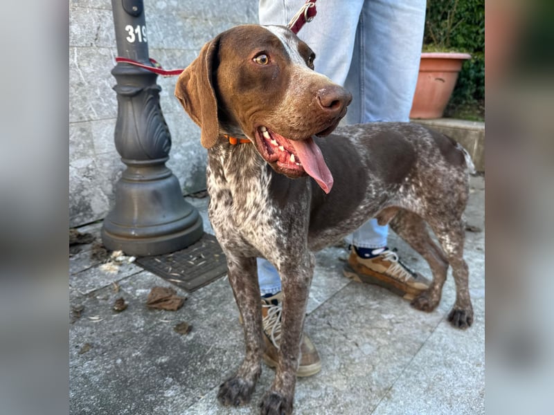 Felice - fröhlicher Wirbelwind mit großem Herz sucht aktive Menschen