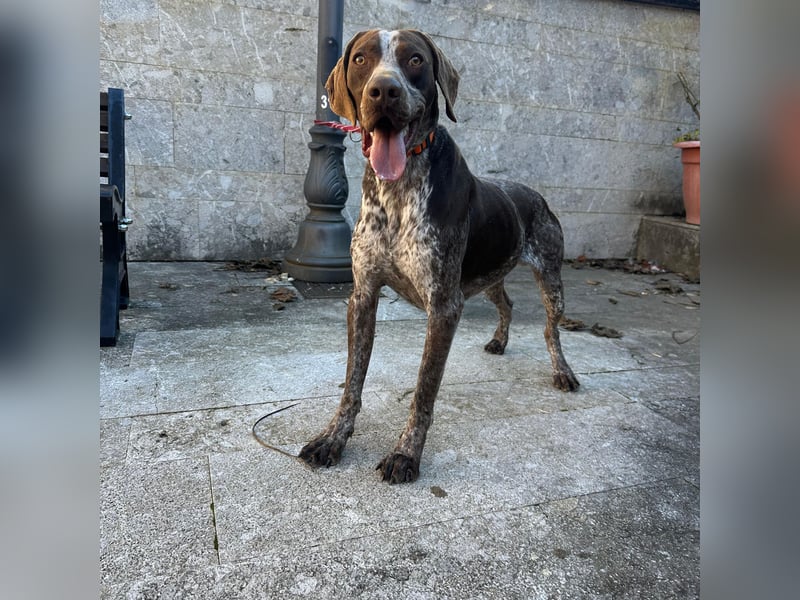 Felice - fröhlicher Wirbelwind mit großem Herz sucht aktive Menschen