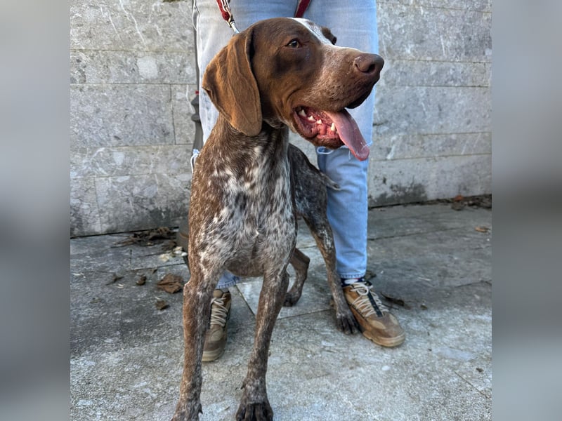 Felice - fröhlicher Wirbelwind mit großem Herz sucht aktive Menschen