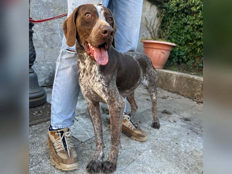 Felice - fröhlicher Wirbelwind mit großem Herz sucht aktive Menschen