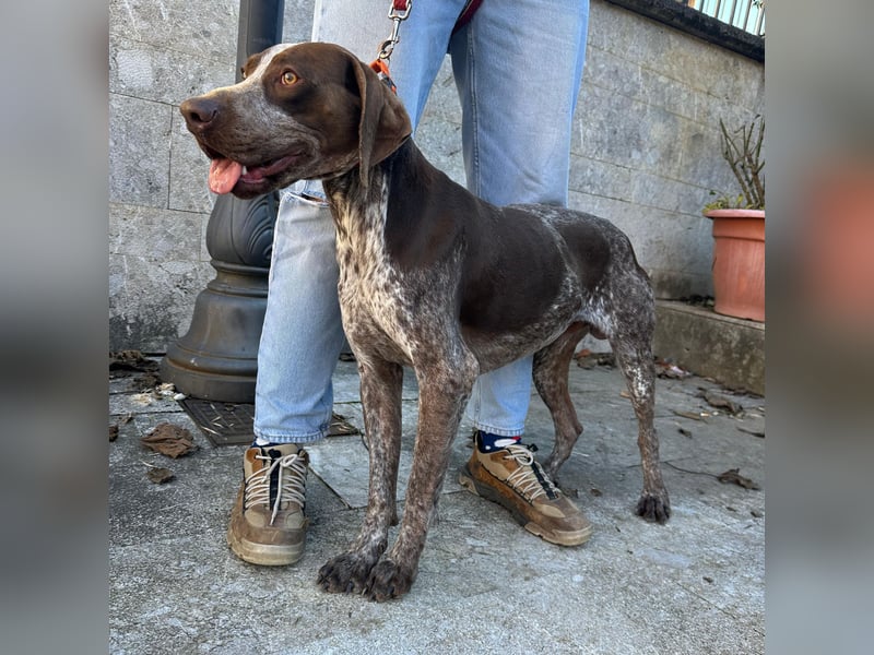 Felice - fröhlicher Wirbelwind mit großem Herz sucht aktive Menschen