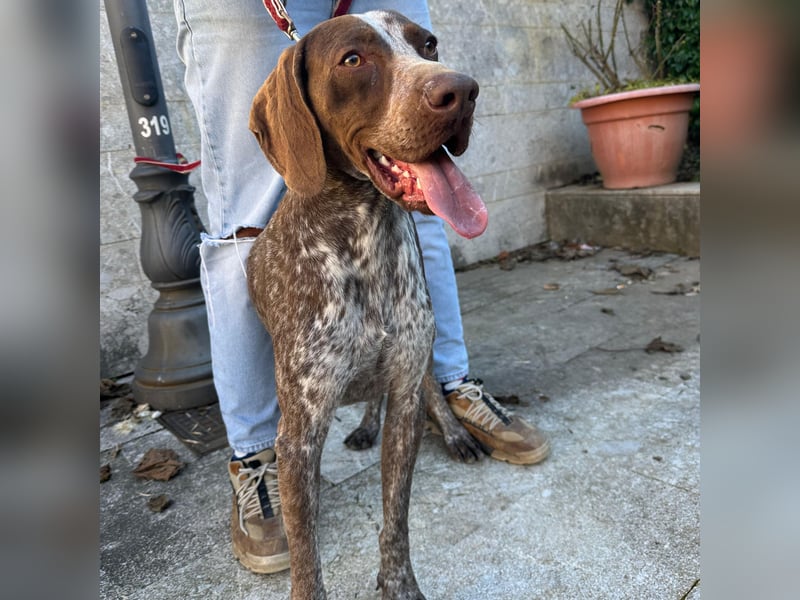Felice - fröhlicher Wirbelwind mit großem Herz sucht aktive Menschen