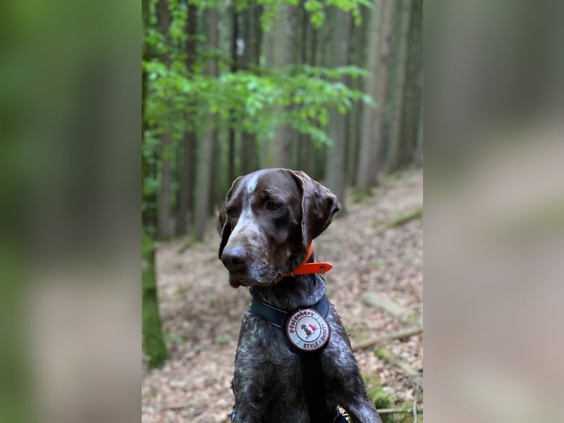 MIKA - sportlicher, aufgeschlossener Rüde sucht aktives Zuhause