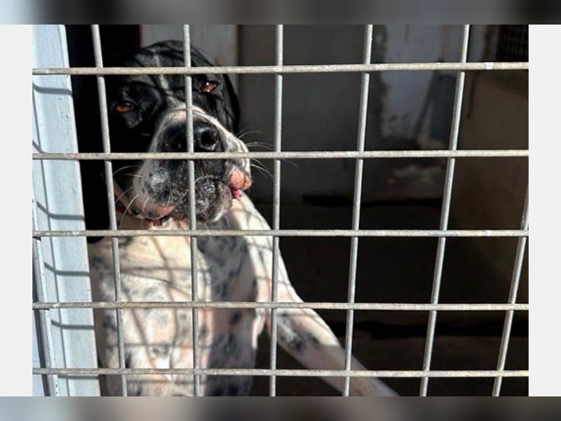 Bruno (LR) ein treuer Begleiter für Ihre Familie