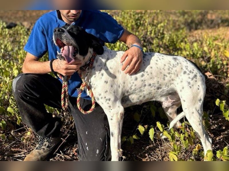 Bruno (LR) ein treuer Begleiter für Ihre Familie
