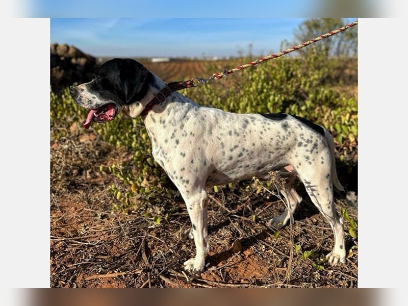 Bruno (LR) ein treuer Begleiter für Ihre Familie