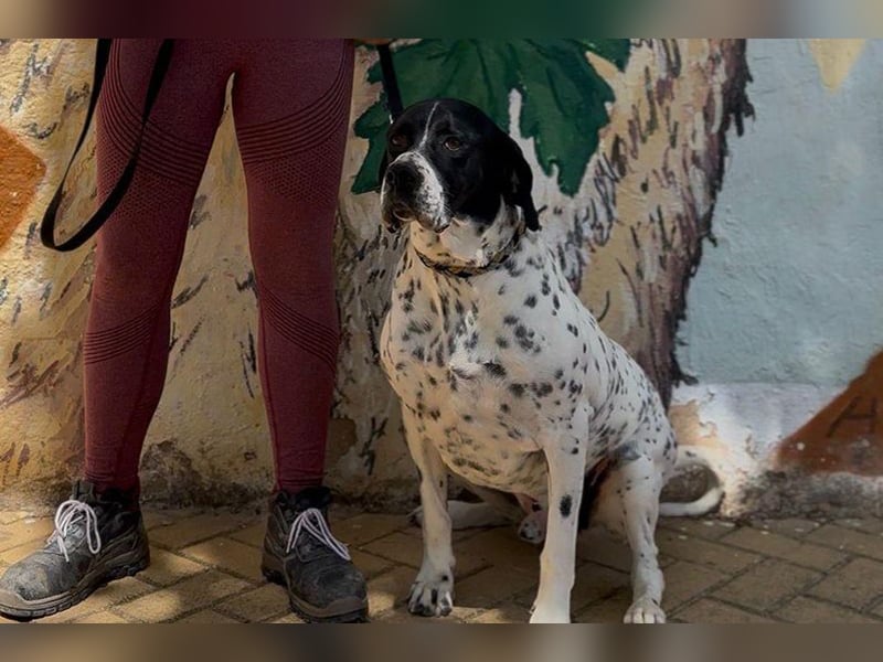 Bruno (LR) ein treuer Begleiter für Ihre Familie