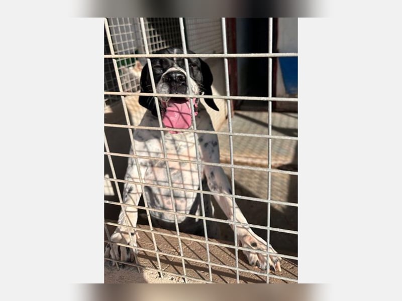 Bruno (LR) ein treuer Begleiter für Ihre Familie