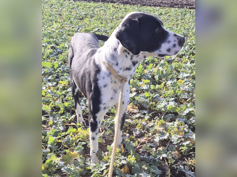 Dot ein eleganter Hingucker